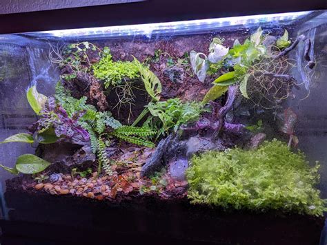 20g Dart Frog Terrarium Rterrariums