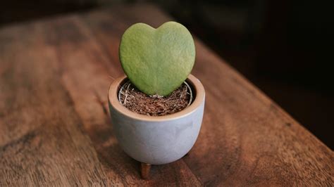 15 Tiny Houseplants For Your Indoor Garden