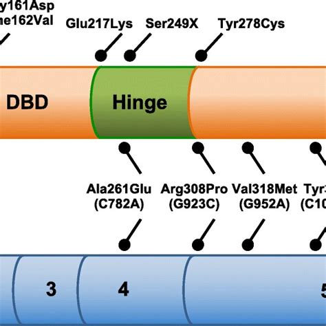 Pparg Snps Rare Variants Or Mutations Schematic Representation Of