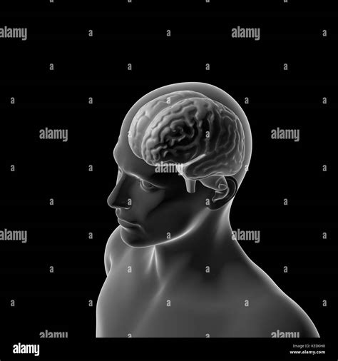 Cervello Umano Anatomia Testa Foto Stock Alamy