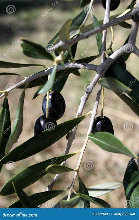 Olive Branch With Olives Stock Image Image Of Diet Mediterranean