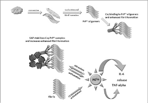 Complement Factor C1q Binds To Oligomers Of PrP Sc And Enhances The