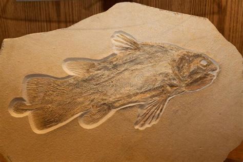 Descubriendo los secretos de la tafonomía del fósil de Coelacanth