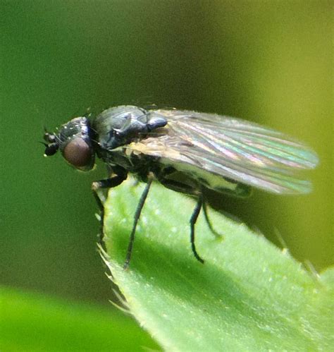 Diptera Info Discussion Forum Dark Agromyzidae