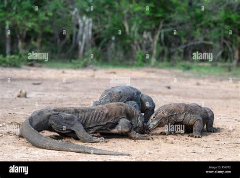 Fight of komodo dragons for prey. The Komodo dragon, scientific name ...