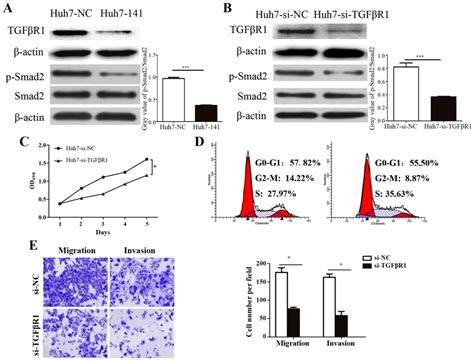 Mir Inhibits Proliferation Migration And Invasion In Human