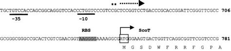 S 1 Nuclease Transcript Mapping Of ScoT A S 1 Nuclease Mapping Of