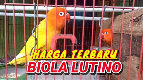 Update Harga Lovebird Biola Lutino Mata Merah Bulan Oktober