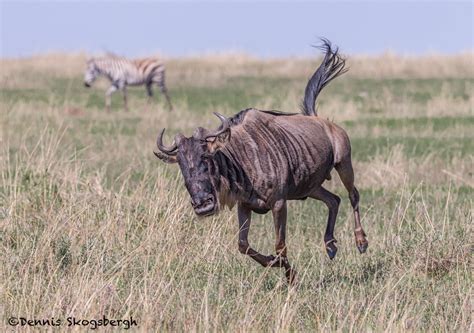 4855 Wildebeest On The Move Serengeti Tanzania Dennis Skogsbergh