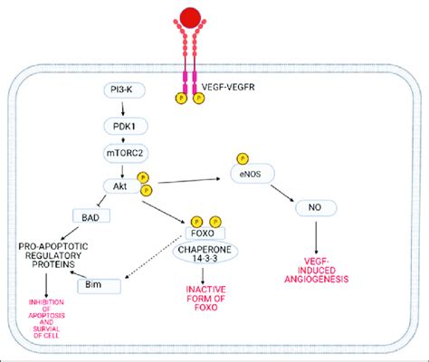 Vascular Endothelial Growth Factor Pathway With The Downstream