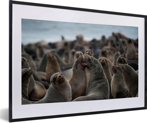 Fotolijst Incl Poster Een Grote Groep Zeehonden 60x40 Cm