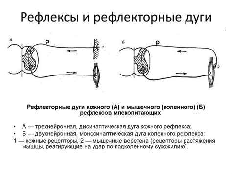Физиология центральной нервной системы - презентация онлайн