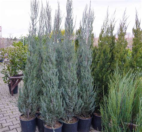 How To Grow And Care For Skyrocket Juniper Tree Juniperus Scopulorum