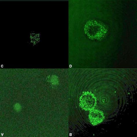 Cytoplasmic Ccr3 And Ccr5 Staining As Assessed By Confocal Microscopy