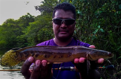 Ikan Toman Bunga Ikan Kerandang Emperor Snakehead Jelai â