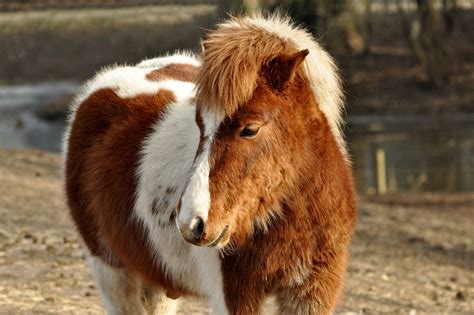 Shetland Pony Horse - Free photo on Pixabay