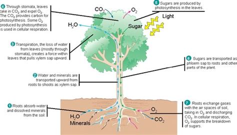 Ch Resource Acquisition And Transport In Vascular Plants