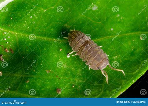 Pill Bug Stock Image Image Of Cheeselog Nature Plant 20648529