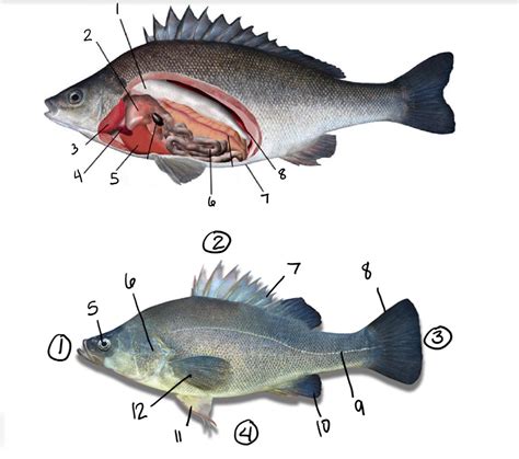 Bio Lab Perch Anatomy Diagram Quizlet