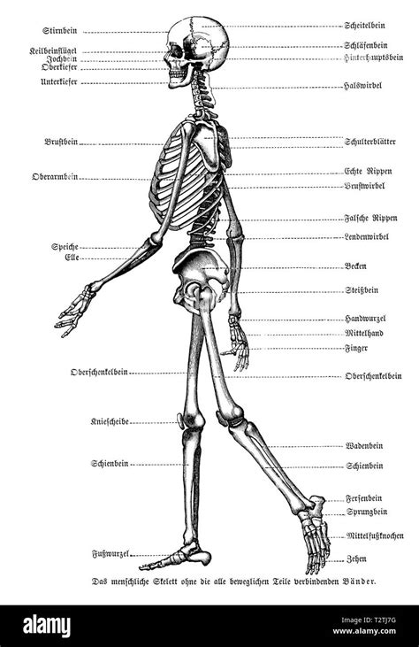 Menschliches Skelett Anatomie Hi Res Stock Photography And Images Alamy