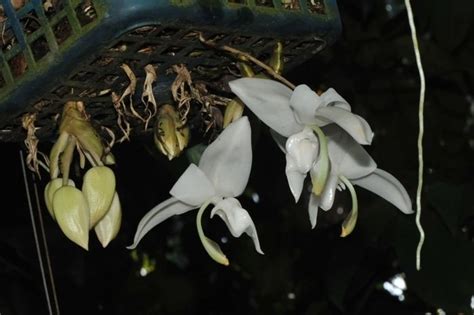 Stanhopea Candida Alchetron The Free Social Encyclopedia