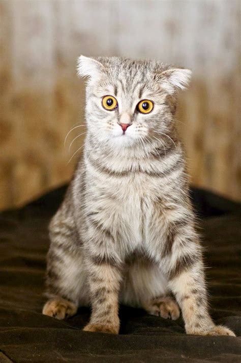 Scottish Fold Cats 9 Surprising Facts About The Breed