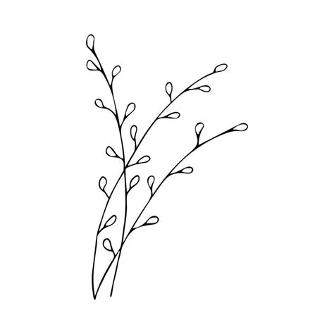 Willow Branches Spring Flowering Tree Palm Sunday Holiday Vector