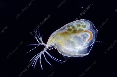 Water Flea Light Micrograph Stock Image Z2300143 Science Photo