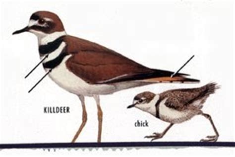 Keeping up with the Birds: The killdeer and its Nesting Habits