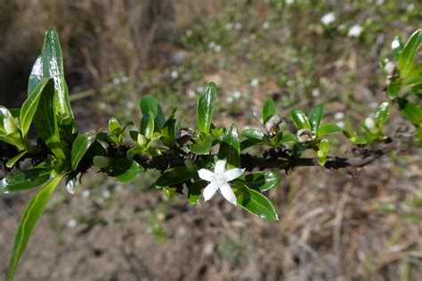 African Plants A Photo Guide Triainolepis Xerophila Bremek