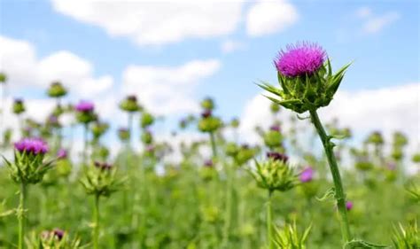 Texas Weeds 13 Most Common Types And How To Get Rid Of Them Gardeningvibe