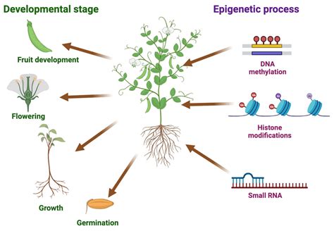 Epigenomes Free Full Text Epigenetic Regulation In Heterosis And