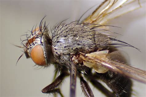 Actia Lamia Female Head Thorax Kenfig Dunes Glamorgan Flickr