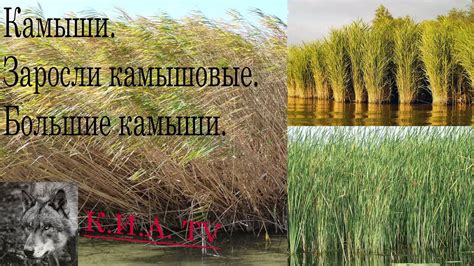 Камыши. Заросли камышовые. Большие камыши. - YouTube