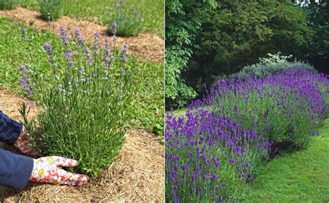 How to Plant a Lavender Hedge (& 12 Reasons Why You Should)