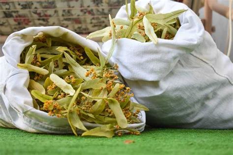 Ihlamurun Faydaları Ihlamur Neye İyi Gelir Yemek