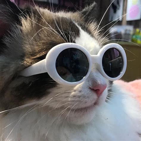 Gato Aesthetic Con Lentes Ubicaciondepersonas Cdmx Gob Mx