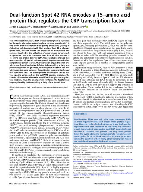 Pdf Dual Function Spot 42 Rna Encodes A 15amino Acid Protein That