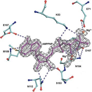 Pnp Bound To Drosophila Jnk F O F C Omit Electron Density Map