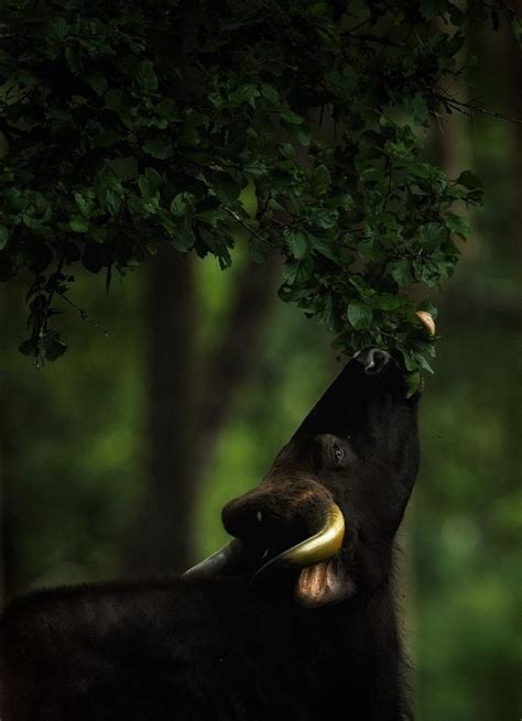 Wildlife of Western Ghats Escarpment (Part - I) - SpiceTree Munnar