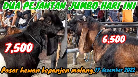 UPDATE HARGA KAMBING HARI INI SABTU 17 DESEMBER 2022 DI PASAR HEWAN