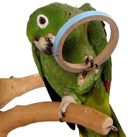 Large Colourful Paper Parrot Toy Parts - Parrot Essentials