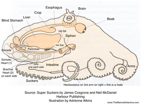 How Do Octopuses Poo The Marine Detective