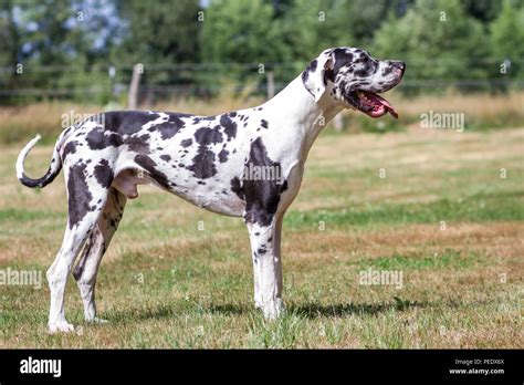 harlequin mantle great dane
