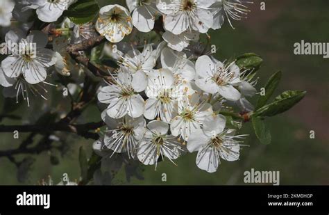 Prunus Spinosa White Blossom Stock Videos Footage Hd And K Video