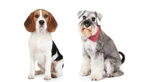 Schneagle – Is The Beagle Schnauzer Mix For You?