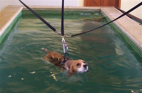 Canine hydrotherapy - Alchetron, The Free Social Encyclopedia