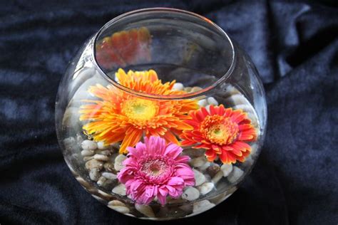 Happy And Simple Fishbowl With Floating Gerber Daisies Stemless