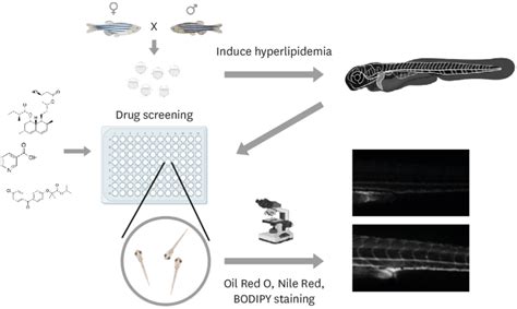 High Throughput Drug Screen Using Zebrafish Hyperlipidemia Models A