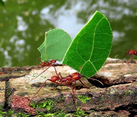 Leaf Cutting Ant Atta Cephalotes Formicidae Parque Las G Flickr